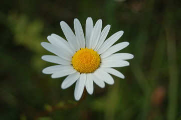 Obraz premium purete