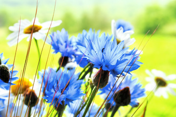 Cornflowers - obrazy, fototapety, plakaty