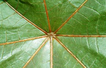 Bio Netzwerk