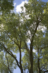 Trees on a background of the sky with clouds
