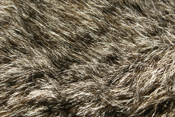 Fototapeta premium Fur