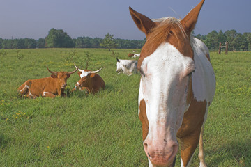 Farm Animals - A horse and longorn cattle.