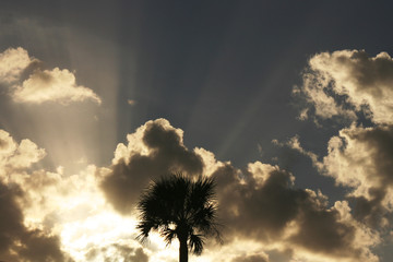 Sunbeam and Palm