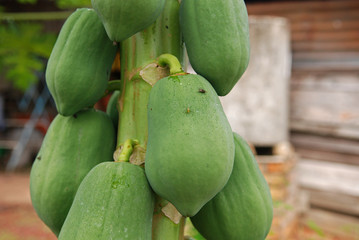 green papaya in the gardens