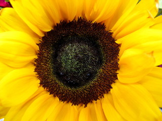 Naklejka premium Detail of sunflower bloom in summer garden