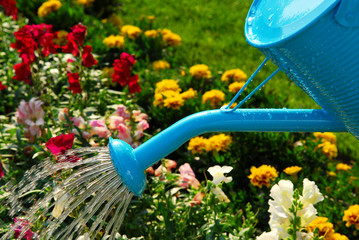 Water pouring from blue watering can onto blooming flower bed