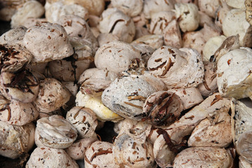 Raw rubber in the gardens 