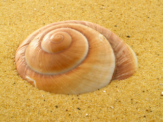 Shell in the sand
