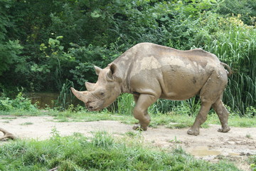 Naklejka premium Rhinoceros