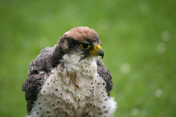 Lannerfalke