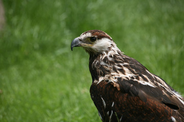 Schreiseeadler