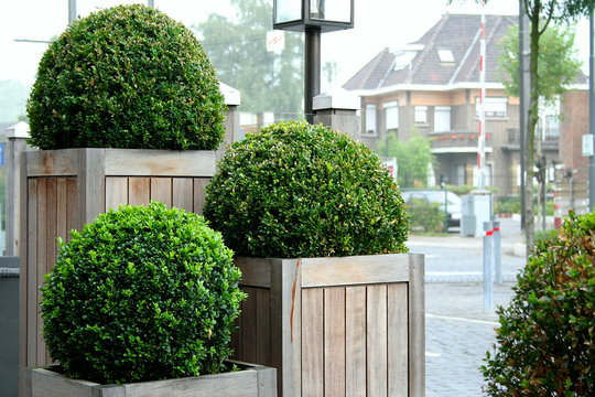 Three bushes. Bornem railway station, Belgium.