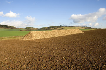 Sugar beet heap
