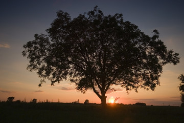 Sunset with a tree