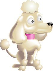 Poodle
