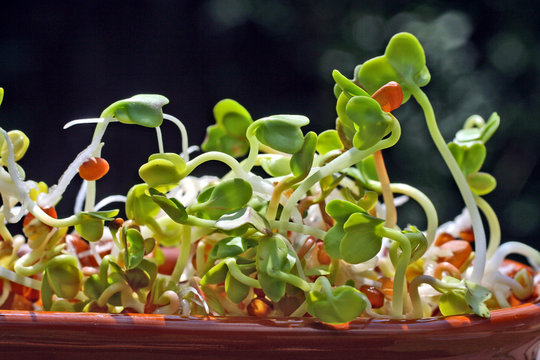 graines de radis germ&eacute;es