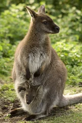 Papier Peint photo autocollant Kangourou Wallaby with baby