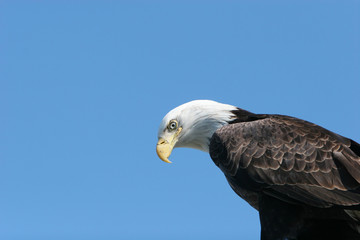 Bald eagle