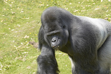 A silverback gorilla at feeding time in a zoo