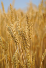 close up wheat