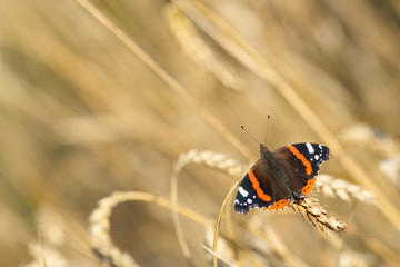 Fototapeta na wymiar Red Admiral butterfly (Papilon Vulcain)