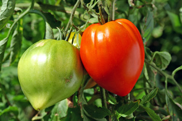 tomate coeur-de-boeuf