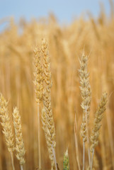 golden wheat