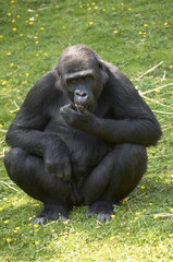 Lowland Gorillas in a zoo at feeding time