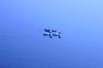 Ducks in Smooth Water