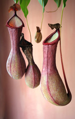 Nepenthes, Pitcher plant, Monkey Cup.