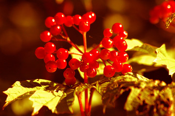 Christmas Card Picture