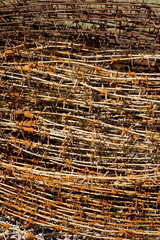 Tightly coiled stack of rusty barbed wire.