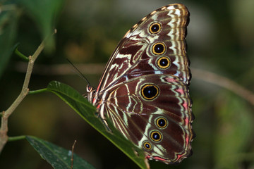 Fototapeta na wymiar Papillon morpho