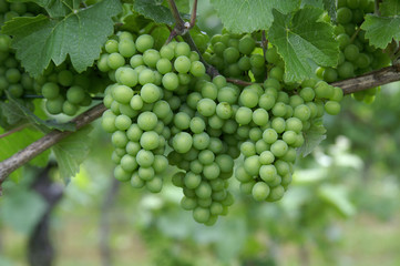 weintrauben
