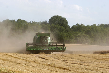 Fototapeta premium to harvest the corn fields in summer under the sun