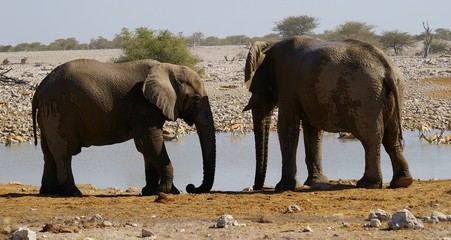Eléphants au point d'eau - Namibie