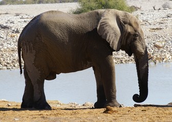 Eléphant vu de profil au point d'eau