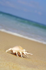 sea shell on shore