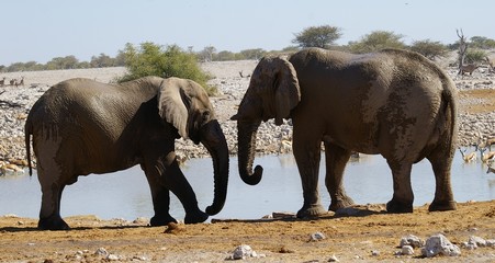 Rencontre d'éléphants à Etosha - Namibie