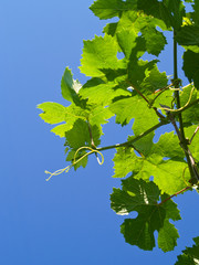 grapes leaves over summer blue sky background