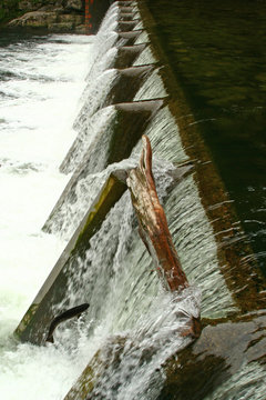 A salmon is jumping into the dam for food.