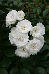 Obraz na płótnie Canvas Róże blanches