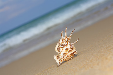 ocean shell