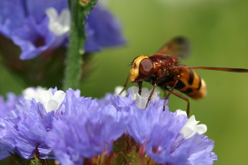 Syrphe sur fleur bleue et blanche