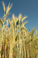 Fototapeta premium Corn