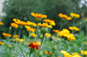 french marygold flower field