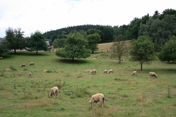 Obraz premium flock of sheep