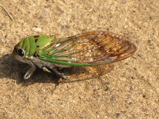 Cicada