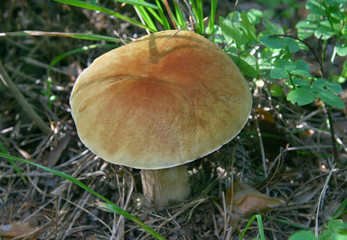 The mushroom of butterdishes growing on a wood glade.