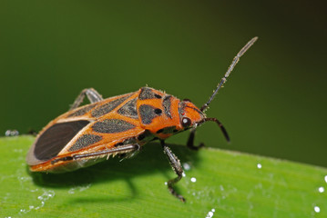 black insect in the gardens 